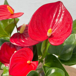 [�I���Z�[��]�A���X���E���F�~�N��2.5���|�b�g