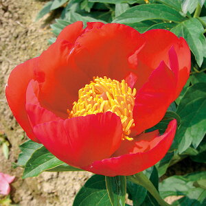 Ԃ̕c/VNNi䉖jFXJ[bgIn6|bg