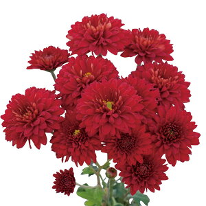 Ԃ̕c/ԂȂe~炫 炫ցFAi 4|bg