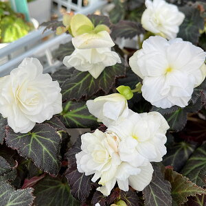 Ԃ̕c/xSjAFmXgbvWC JzCg3.5|bg