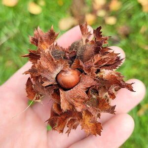 ʎ̕c/w[[ibcimnVo~jF˃AJw[[ibc4|bg