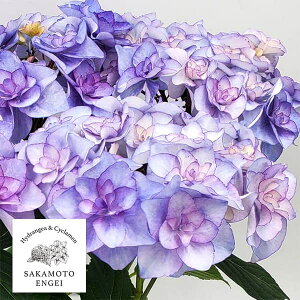 Ԗ ؂̕c/AWTCFoj[iu[j3.5|bg