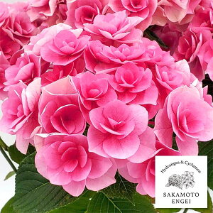 Ԗ ؂̕c/AWTCFVisNj3.5|bg