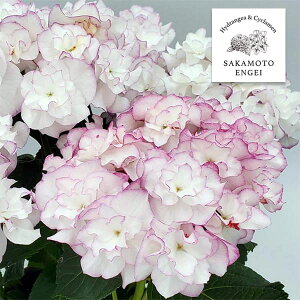 Ԗ ؂̕c/AWTCFCXisNj3.5|bg