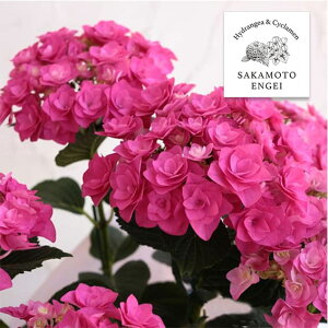 Ԗ ؂̕c/AWTCF|[WBu[P@rrAisNj3.5|bg