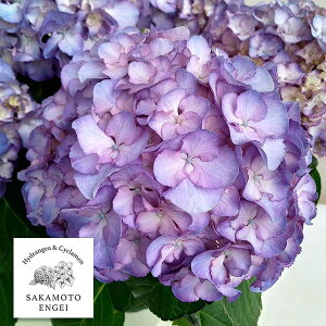 Ԗ ؂̕c/AWTCFi܂䂾܁jiu[j3.5|bg