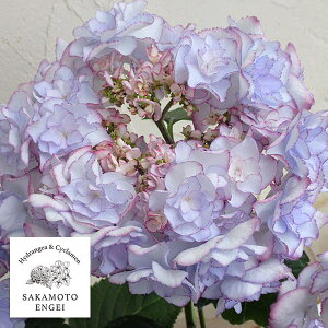 Ԗ ؂̕c/AWTCFKEIKOiPCRjiu[j3.5|bg