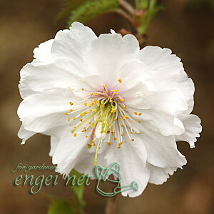 R쑐̕c/tWUNFe炫3|bg