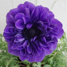 草花の苗/アネモネ：ポルトダブル ブルー3-3.5号ポット*