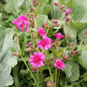 Ԃ̕c/VlFt@C[tC3-3.5|bg