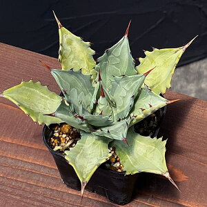 ϗtA/AKxFiCVXVXnj@3XNGA