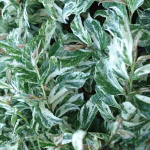 Ԗ ؂̕c/qTJLFciUZcj3|bg