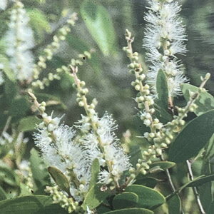 Ԗ ؂̕c/EJFZebhy[p[o[NiXNA[Tj7A