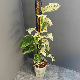 観葉植物/マドカズラ：斑入り　8号ネガミエルねこチップ植え