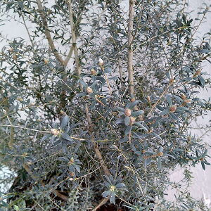 Ԗ ؂̕c/vgXy}FzCgeB[c[8A