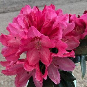 Ԗ ؂̕c/VNiQiΓԁjFXj[W[5A