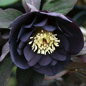 �N���X�}�X���[�Y�F�u���b�N�_�u��3���|�b�g