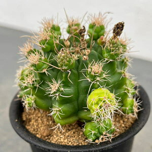 ϗtA/T{eFMmJLE@gj[@Xg@3A