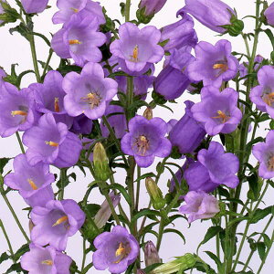 Ԃ̕c/JpjFC@u[@3.5|bg