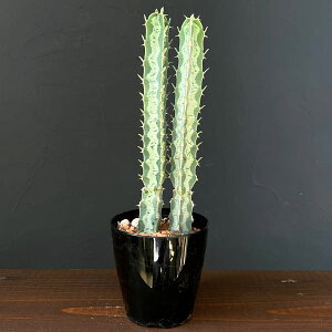 ϗtA/[tHrAFX(qEK)@3A