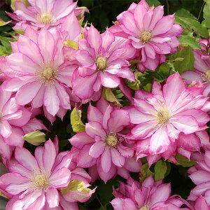 N}`X̕c/N}`XFȂ̏Ί炪݂3-3.5|bgipeXnj