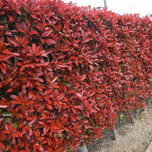 Ԗ ؂̕c/bhrimgJi`j3.5|bg