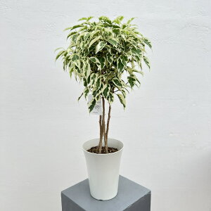 �ϗt�A��/�x���W���~���F�X�^�[���C�g�r���[�e�B�[�N�B�[���i�t�H���X�g�^�C�v�j 5�����A��