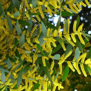 Ԗ ؂̕c/AJVAFMtHA5|bg