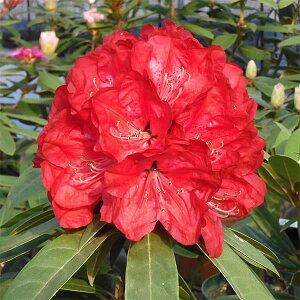 Ԗ ؂̕c/mVNiQF t@CA[hS3.5|bg