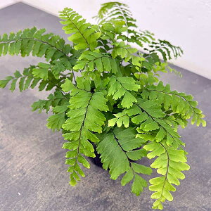 ϗtA/AWA^FuYr[iX 3|bg