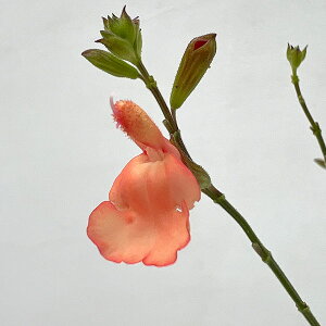 Ԃ̕c/TrAFVX JtHjATZbg3.5|bg