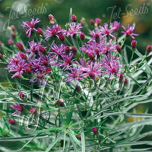 Ԃ̕c/o[mjAF^[}j[3|bg