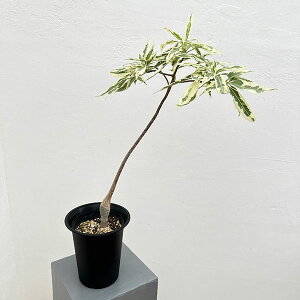 ϗtA/oIouFA_\jA U[ oGK[^ij6A25-06