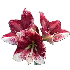 ����/�A�}�����X�F�}�W�b�N�A�}�����X�E�u���b�N���[�x�� �A�����J���h���[��