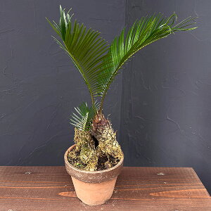 ϗtA/\ecihSj4픫25-08