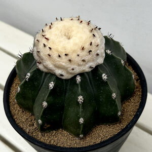 ϗtA/T{eFJN^X NrXskX 6A