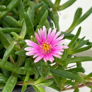 Ԃ̕c/}coMNFЂ܉ԉ h sN3|bg