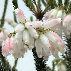 Ԗ ؂̕c/GJEZ\CfXit@C[q[XjFt[zCg 4.5A