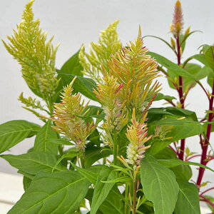 Ԃ̕c/ZVAiPCgEjFS΁imomoemij@CG[n3|bg