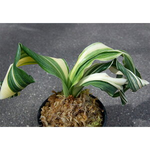 ϗtA/IgiNjF̕(񂶂̂܂)@a6.5cmyi̔259700z