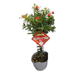 Ԗ ؂̕c/qCMFPqCMiqCMj3.5|bg^X^_[hdEԂ(C~e[V)t