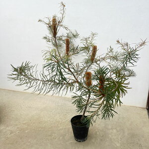 Ԗ ؂̕c/oNVAFXsk[TiwAsoNVAj5A