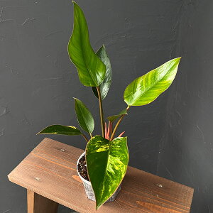 �ϗt�A��/[�I���Z�[��]�t�B���f���h�����F���b�h�R���S �o���G�K�[�^ 4�����A��