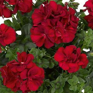 Ԃ̕c/ACr[[jEFAC[_@_[Nbh3.5|bg