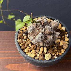 ϗtA/fBIXRAiTbjFGt@eByX@2.524-05