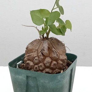 ϗtA/fBIXRAiTbjFGt@eByX@2.524-15