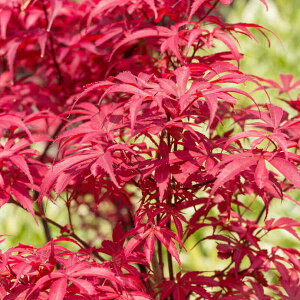 Ԗ ؂̕c/~WFXP[^[Y4|bg