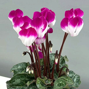 Ԃ̕c/VNFCfBAJ p[v3|bgikCY[j