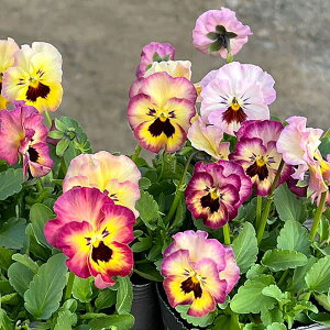 Ԃ̕c/MSKK[fփtWrIFt[cJNe lN^VF[N3|bg