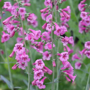 Ԃ̕c/yXeFp[3-3.5|bg 6Zbg